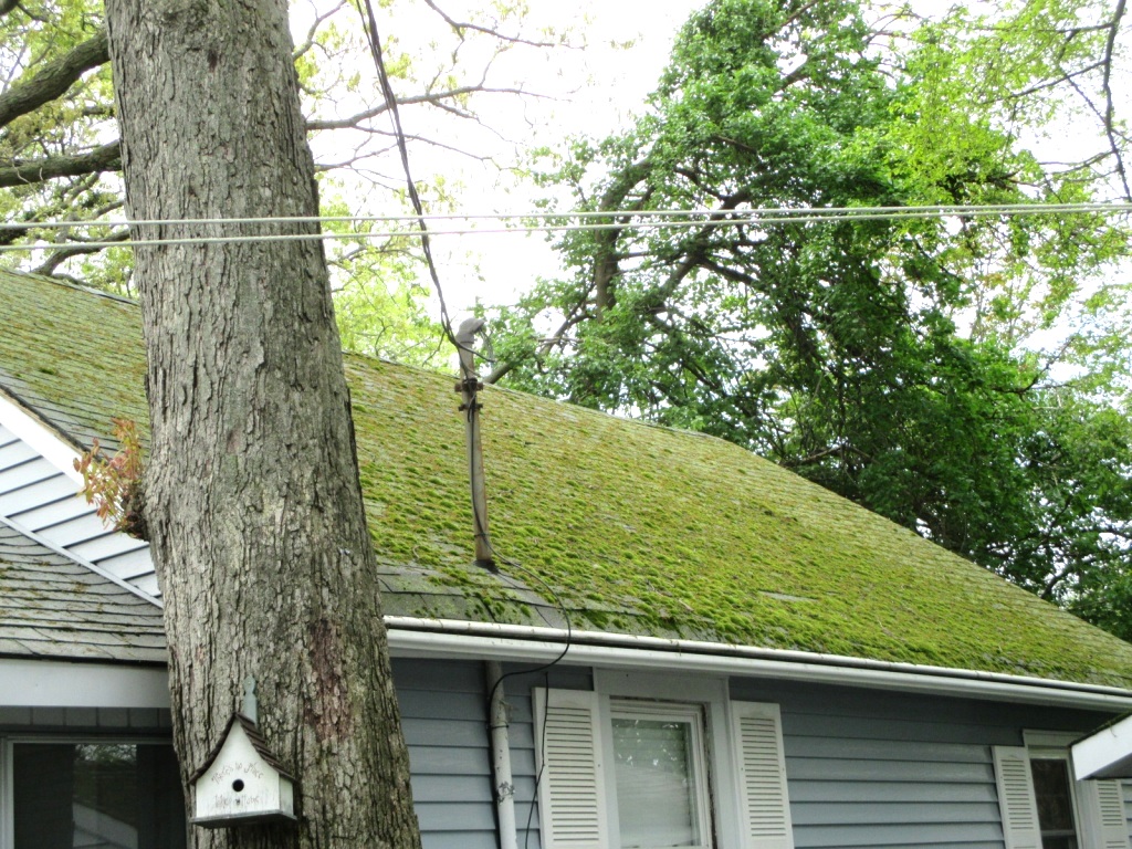 Moss Covered Roof